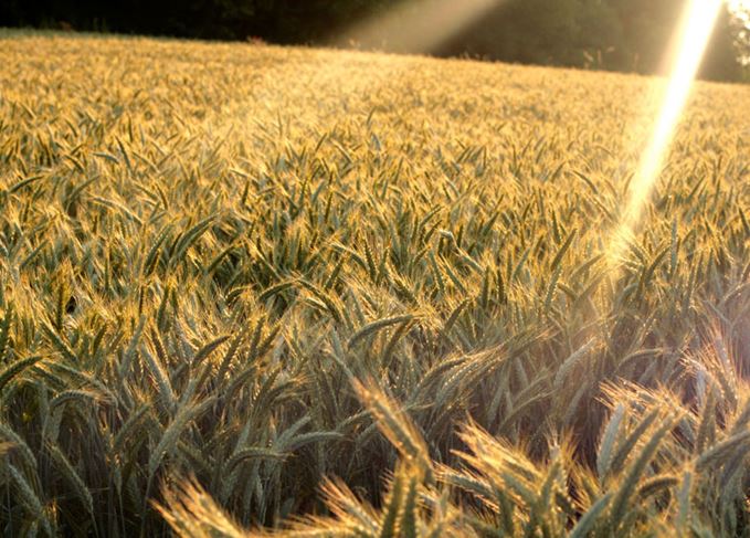 Alternative to malt: Scotch grain whisky is usually made from wheat (as pictured) or maize Field of wheat
